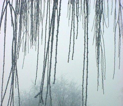七绝 小雪感怀 文/张云（山东莱芜）（图3）