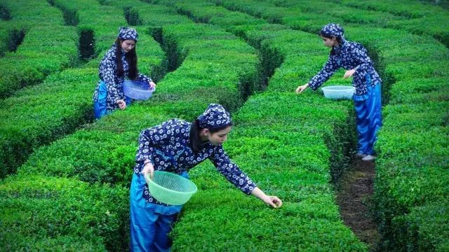 【经典推荐】曾培方//咏棉洋天柱山茶｛外四首｝（图6）