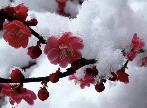 【新诗大观】一剪梅红了樱桃绿了芭蕉||诵/文嘉(图2)