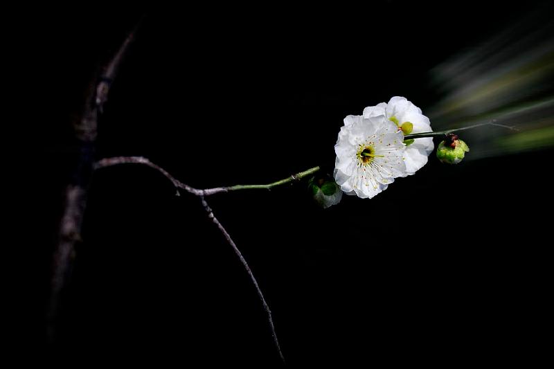 【新诗大观】一剪梅红了樱桃绿了芭蕉||诵/文嘉(图3)