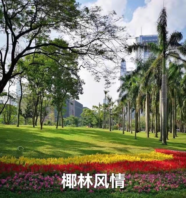 深圳莲花山公园｜作者丁培恭｜海外头条（图4）