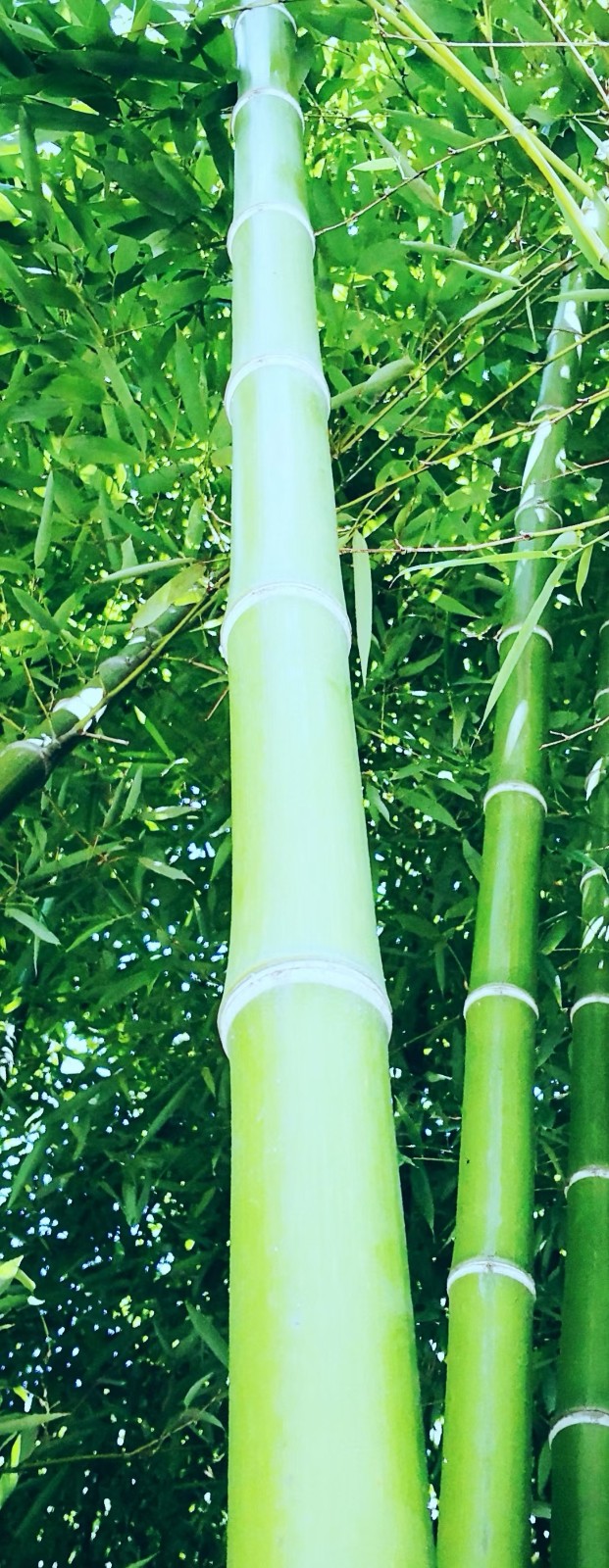 联机全球发布虞慧精品诗歌（图11）
