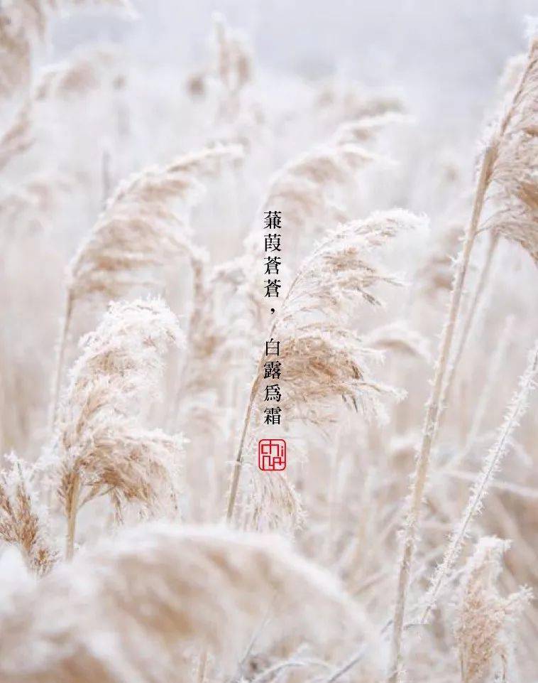 都市名家：白露敬和二月梅吟友 // 耿建华（图2）