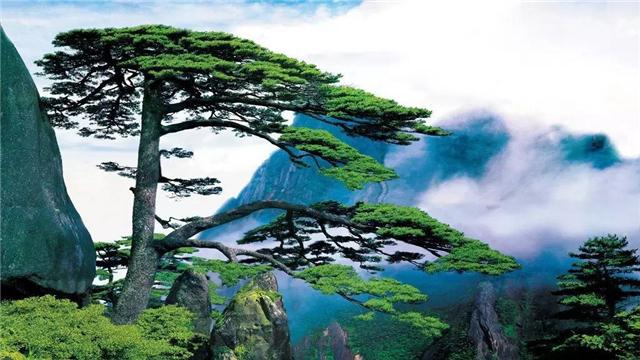 张国贤咏松诗词四首