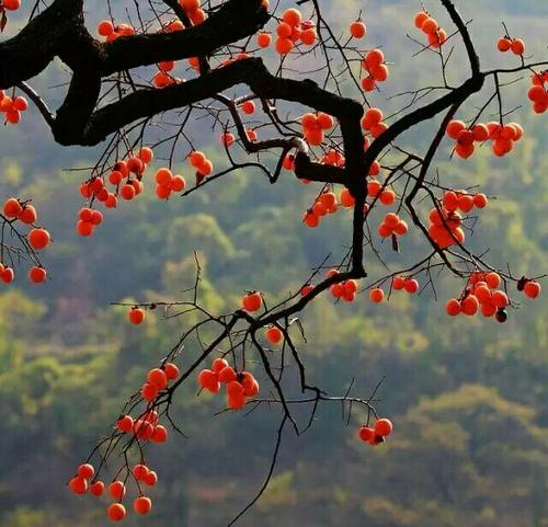 七绝红柿 李建初（永嘉）（图2）