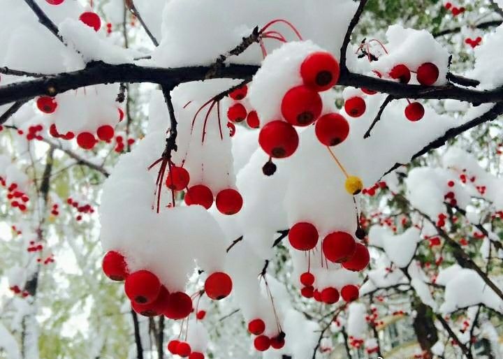 彤星诗歌《立冬后一日降雪有记两首》主播：媛子 编辑：香乡【北疆头条】（第114期）（图3）
