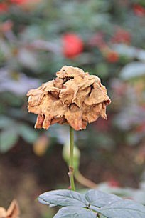 那束干枯的玖瑰 文/雪诗 京津沪头条文学平台发布