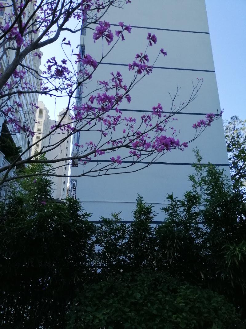 紫花风铃木 摄影 诗／江冲