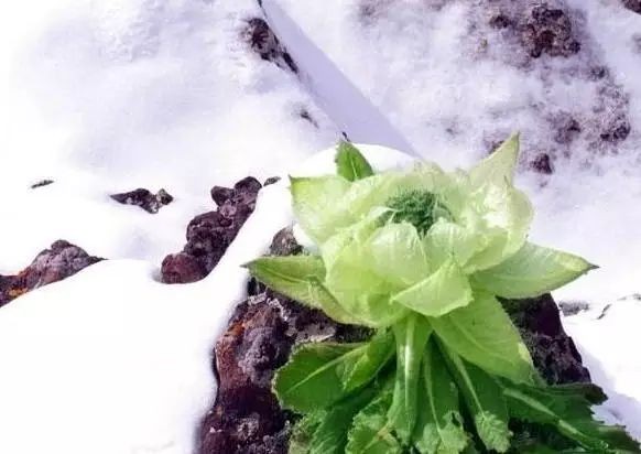 李启明《等你》诗歌,金牌主播虹诵读,诗评:严峻编辑宋梅【中国长江文学社】有声文学平台第2939期(图8)