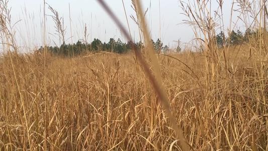 【潇湘文学社】潇湘紫竹诗社《随吟辑》(总226期)(图6)