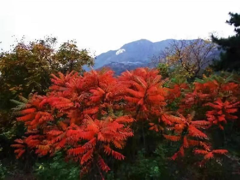 【潇湘文学社】潇湘紫竹诗社《随吟辑》(总226期)(图10)