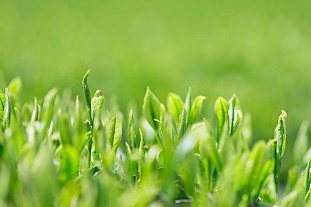 【潇湘文学社】潇湘陶菊诗社《茶》(总228期)(图16)