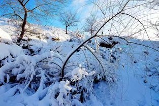 阿伞朗诵《冬之韵》作者/渐倪 编辑/胡琴