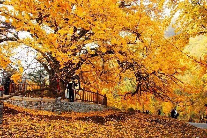 《飘零的黄叶》作者/庆福 主播/馨园小主 编辑/胡琴(图3)