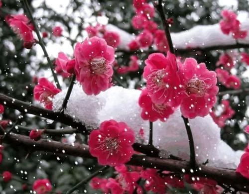 荐赏张君丽词三首《咏雪》ll诗词览胜~北京头条(图6)