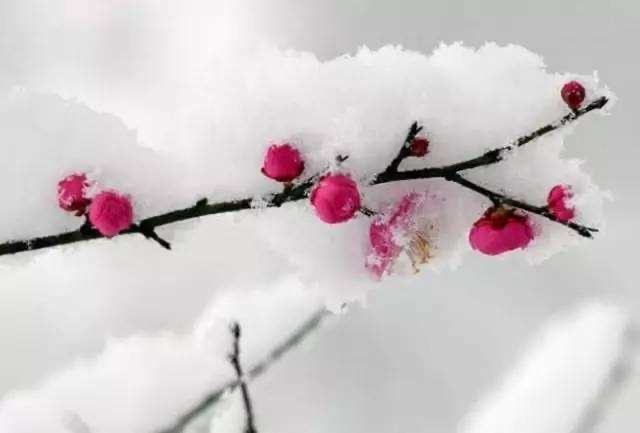 【新诗大观】烦躁/雪||文/张道发(图2)