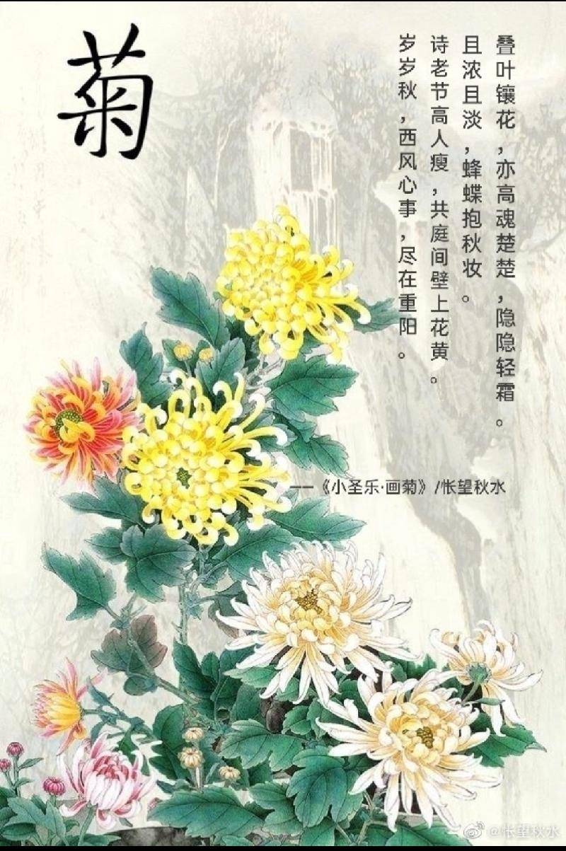 原创细蕊约风三尺素雪毫摇月一枝霜步韵红楼十二首菊花诗之七律画菊