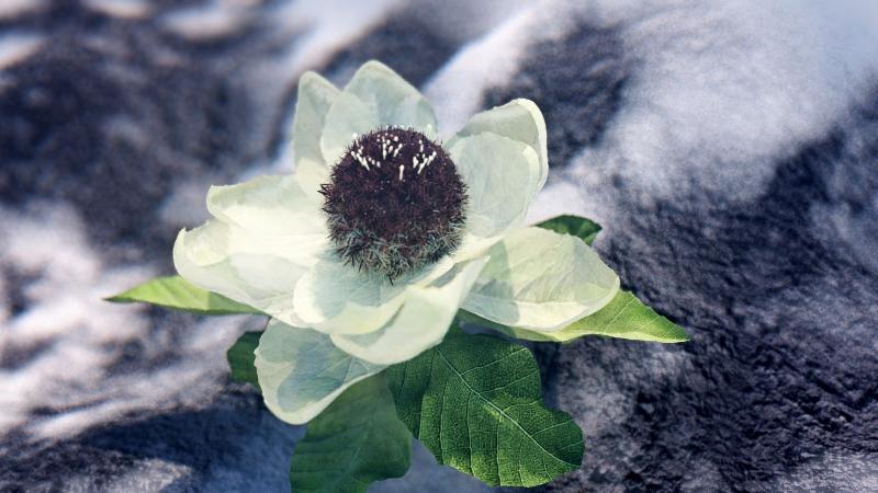 【古都新月诗词学社】015期《雪莲花》（图4）