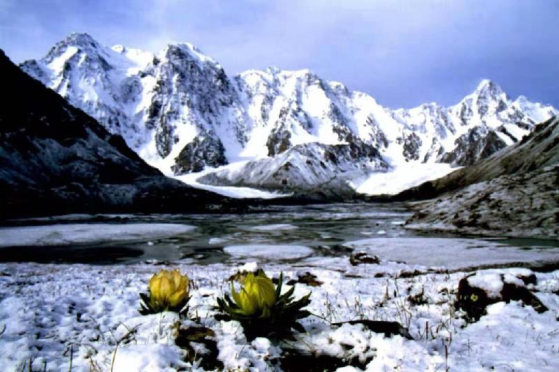 【古都新月诗词学社】015期《雪莲花》（图2）