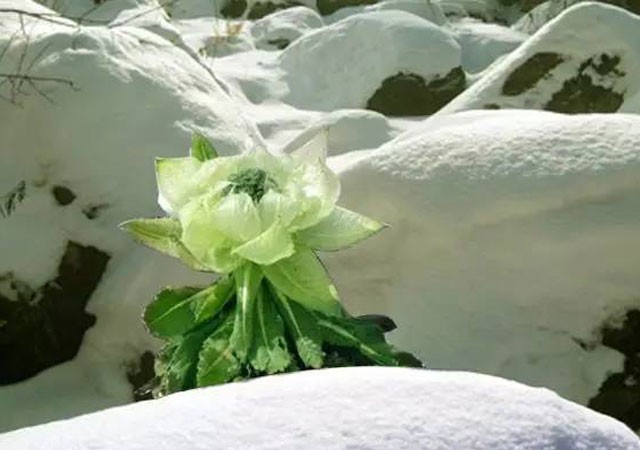 【古都新月诗词学社】015期《雪莲花》（图22）