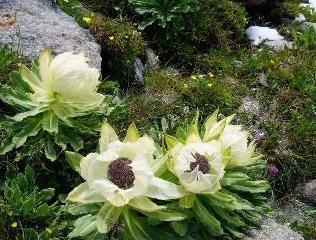 【古都新月诗词学社】015期《雪莲花》（图25）