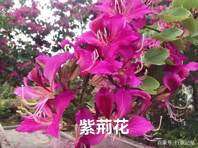 歌唱粤港澳大湾区：作者丁培恭｜海外头条（图5）