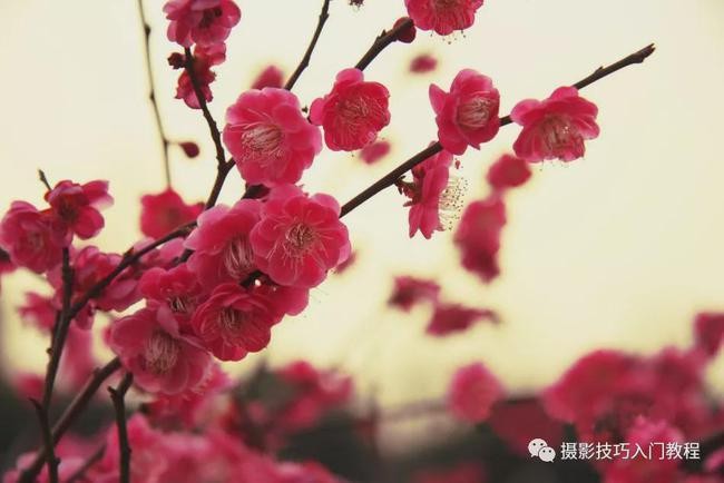 七绝四首（新韵）作者:王新华（河北）【冰心文化传媒】（图4）