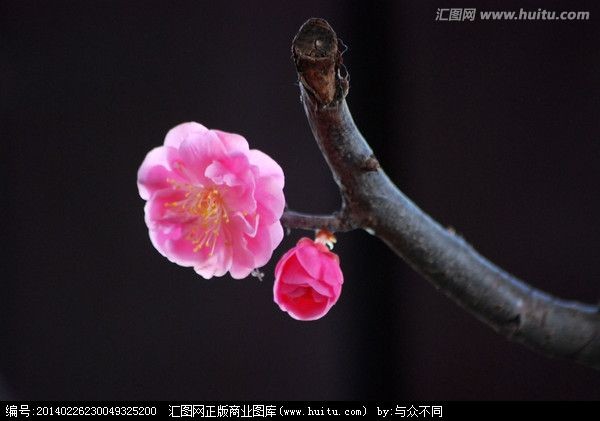 【潇湘文学社】潇湘陶菊诗社《咏梅》(总238期)(图10)