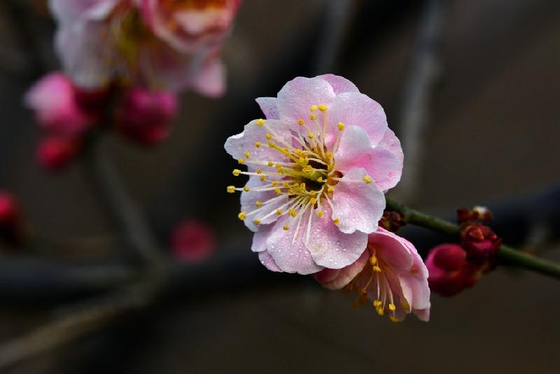 【潇湘文学社】潇湘陶菊诗社《咏梅》(总238期)(图12)