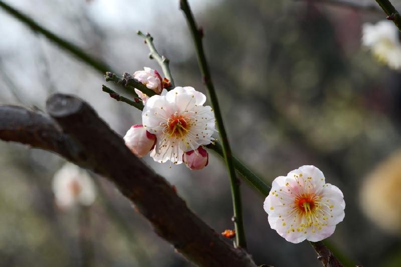 【潇湘文学社】潇湘陶菊诗社《咏梅》(总238期)(图23)