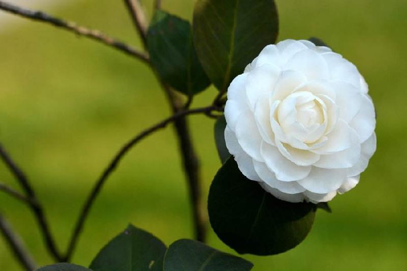 【潇湘文学社】潇湘问梅诗社《山茶花》（总239期）（图8）