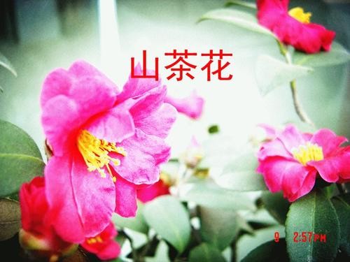 【潇湘文学社】潇湘问梅诗社《山茶花》（总239期）（图3）
