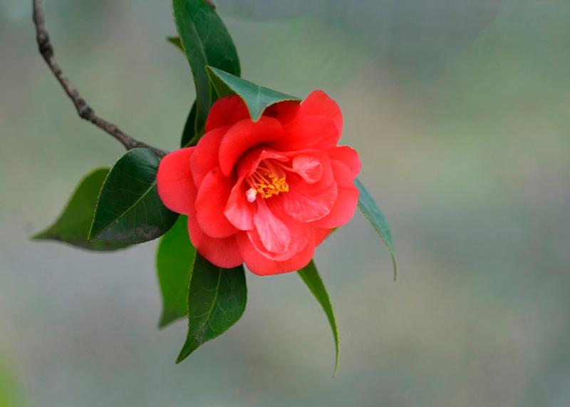 【潇湘文学社】潇湘问梅诗社《山茶花》（总239期）（图5）