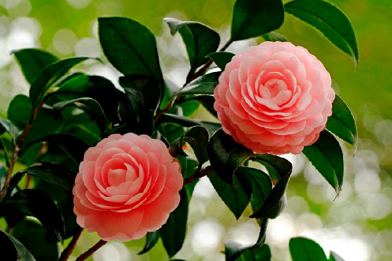 【潇湘文学社】潇湘问梅诗社《山茶花》（总239期）（图11）