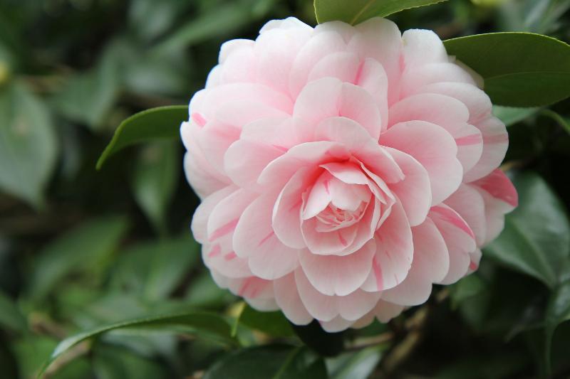 【潇湘文学社】潇湘问梅诗社《山茶花》（总239期）（图12）