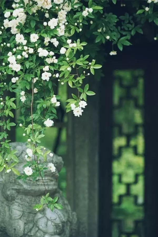 《花开红尘》白沙诗歌,金牌主播徐静波诵读,编辑:宋梅【中国长江文学社】有声文学平台第3039期(图4)