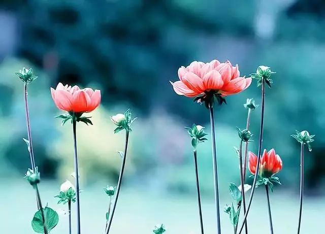 《花开红尘》白沙诗歌,金牌主播徐静波诵读,编辑:宋梅【中国长江文学社】有声文学平台第3039期(图3)