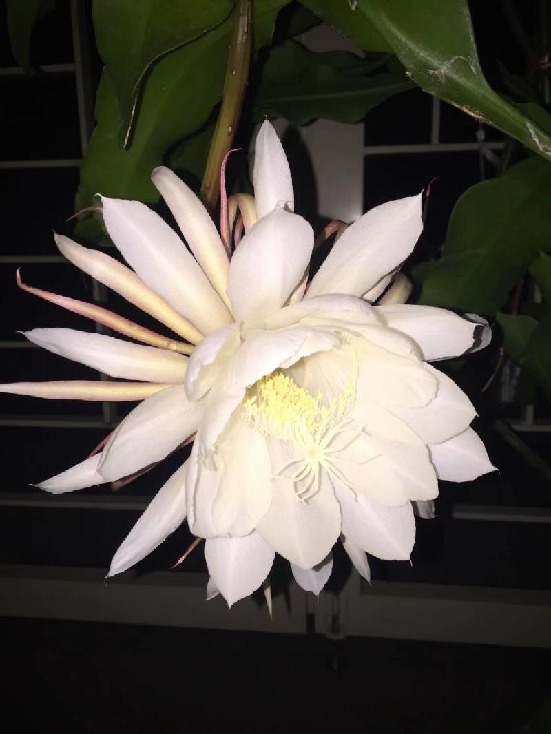 （格律诗小辑）今年昙花又盛开王香谷（澳大利亚）【冰心文化传媒】（图4）