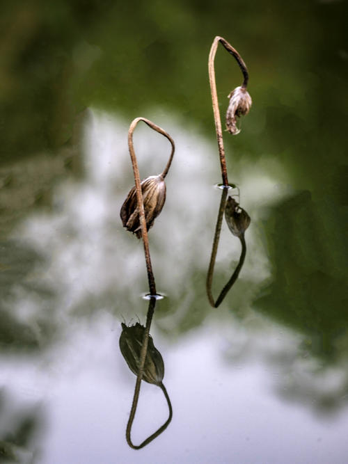 落叶🍂(外两首) ‖ 诗人张维清(图3)