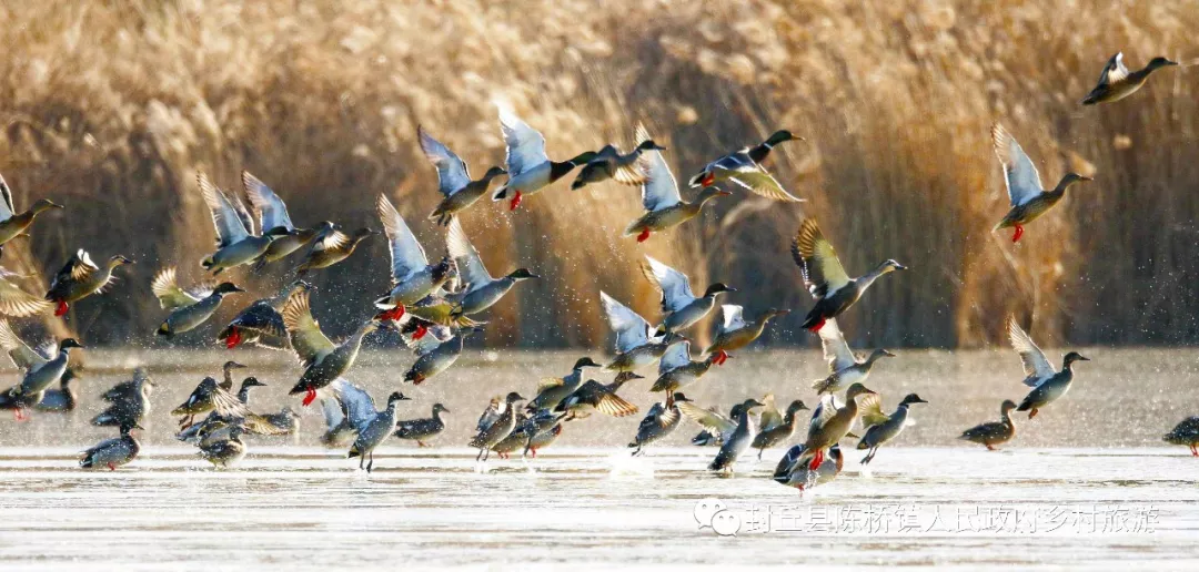 卜算子 · 湿地（词林正韵）文/郭景贵（图3）