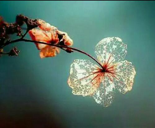 七绝 冬日墙角观花（平水韵）（图2）