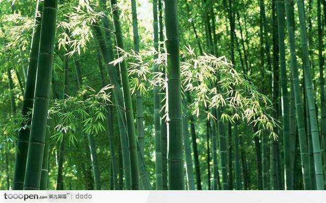 诗词三兄妹步韵“岁寒三友'【冰心文化传媒】(图9)