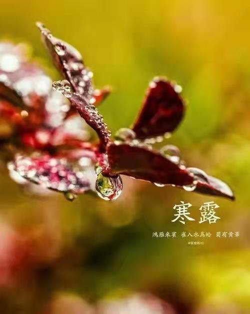 推荐【神州源流诗苑】总第526期 [优秀近体诗]周刊（图13）