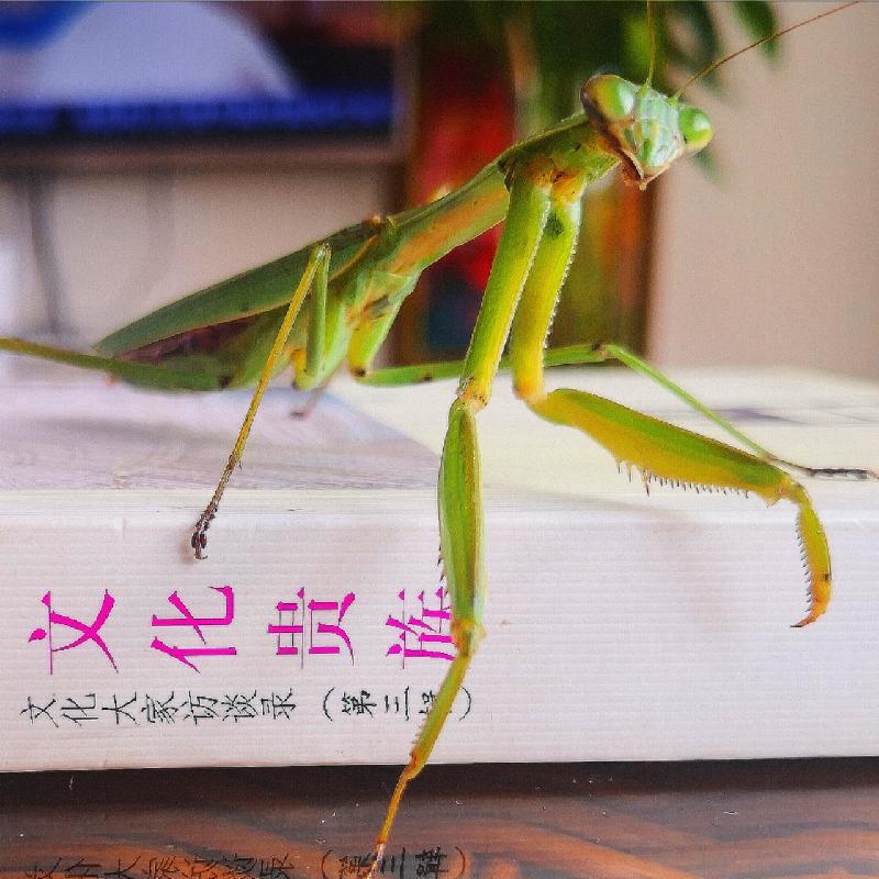 珍馨老师倾情演绎作家刘宏伟老师的作品:宠 物 螳 螂|海外头条(图8)