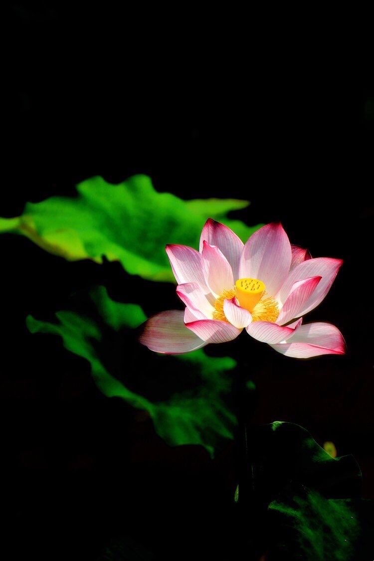 春夏秋冬（图4）