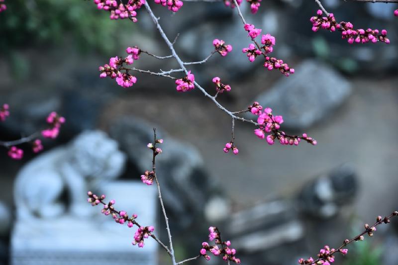 冬念(图4)