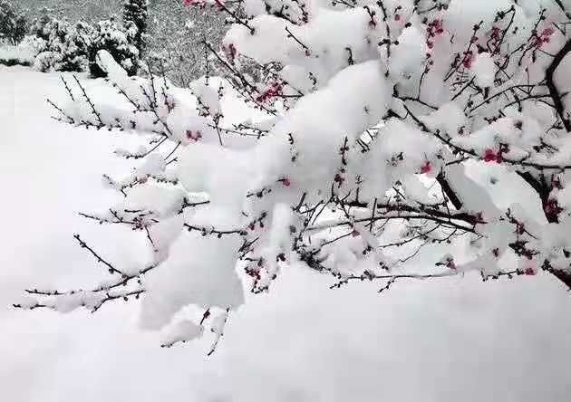 周清泉散文诗《北国疆城.家乡鹤岗的雪》主播：牧歌 编辑：香乡【北疆头条】（第145期）（图9）
