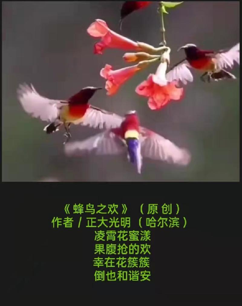 题图诗《 蜂鸟之欢 》( 原 创 )作者/正大光明( 哈尔滨 )京津沪头条(图2)