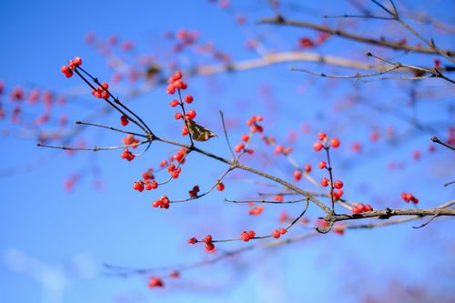 【新诗大观】等待春天||文/花惜柔||诵/李保红（图3）
