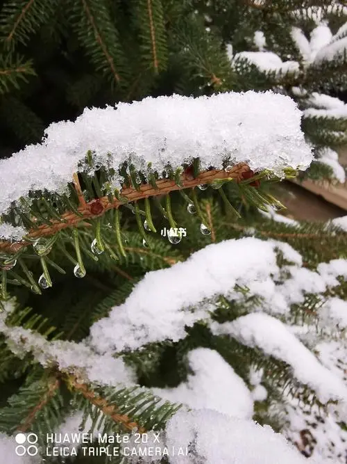 【桃源馨声】初雪‖作者:桃源主人‖主播:芳草青青【总1053期】（图6）